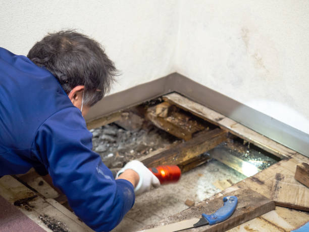 Best Emergency Mold Remediation in Bedford Hills, NY