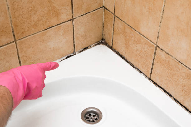Best Residential Mold Remediation in Bedford Hills, NY